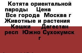 Котята ориентальной пароды  › Цена ­ 12 000 - Все города, Москва г. Животные и растения » Кошки   . Дагестан респ.,Южно-Сухокумск г.